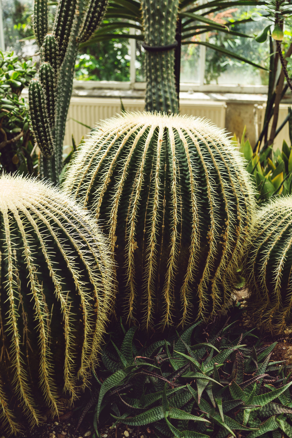 round cactus in greenhouse