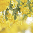 Load image into Gallery viewer, mimosa ingredient