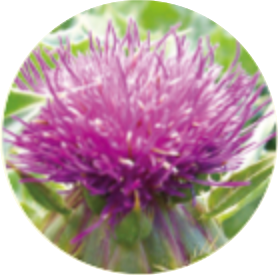 Thistle ingredient image