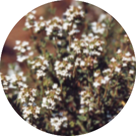 Thyme ingredient image